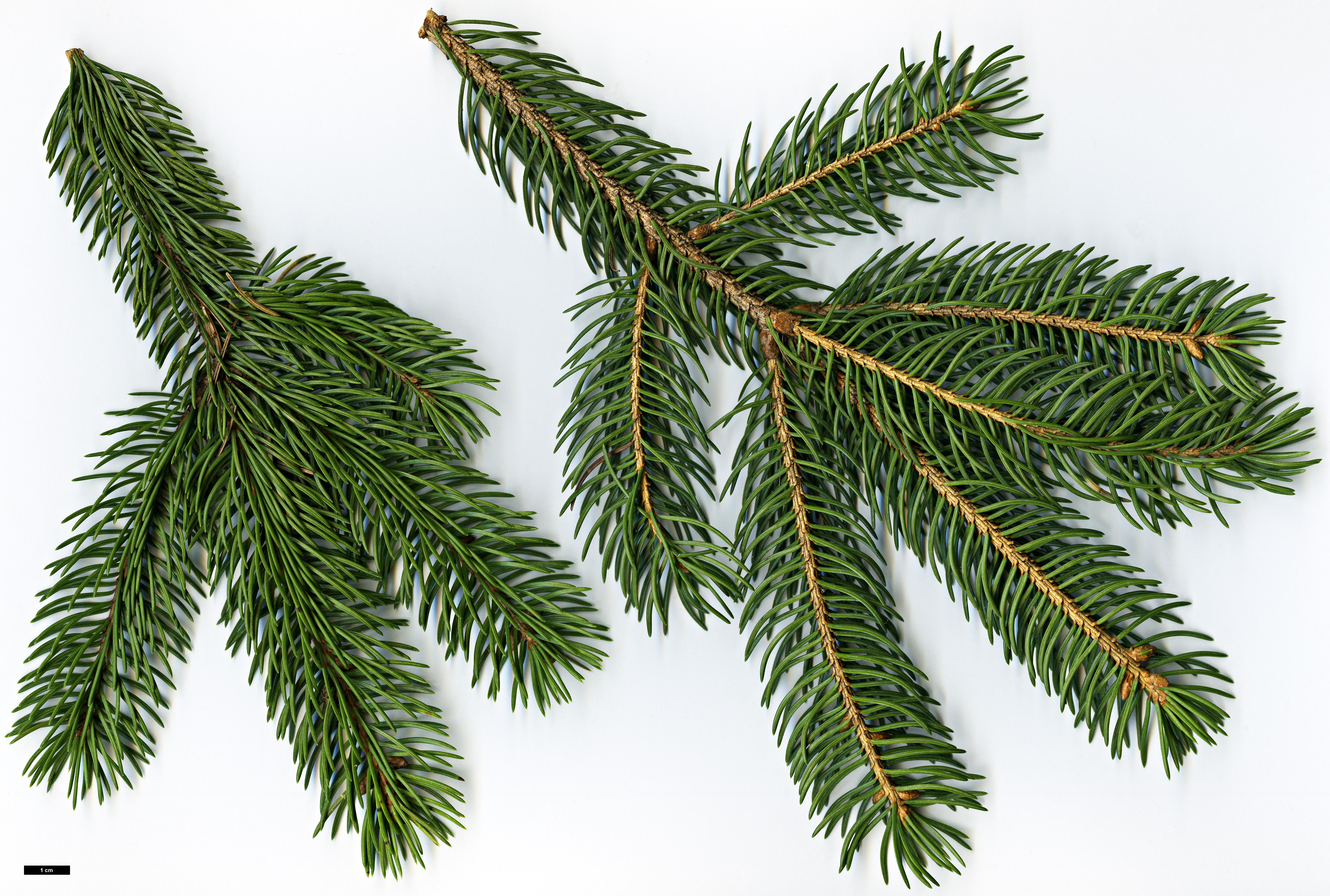 High resolution image: Family: Pinaceae - Genus: Picea - Taxon: ×lutzii (P.glauca × P.sitchensis)